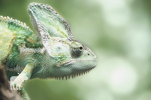 Chameleon: Key Facts — Forest Wildlife