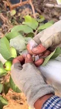 Cara Unik Petani Dunia: Dari Menyadap Karet, Panen Jagung Muda, Hingga Mengupas Rebung