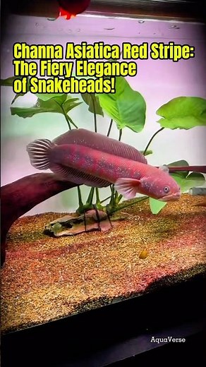 Channa Asiatica Red Stripe: The Fiery Elegance of Snakeheads! AquaVerse #channaasiatica #shorts
