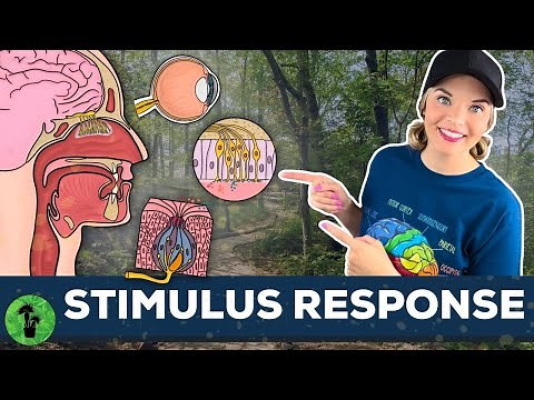 The Nervous System | Stimulus Response