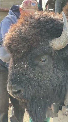 POV: You're a bison in our White Rock herd, and it's your turn to run the chute.