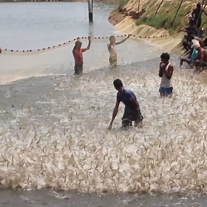 357K views · 2.7K reactions | Wow! Amazing People Catching Prawns By Using The Net #fishing #prawns #bigfish | KADAL | Facebook