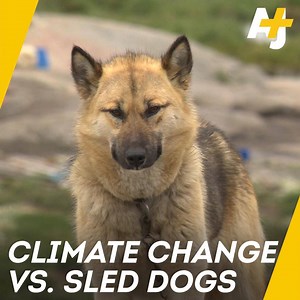 Dogs have been used to hunt and fish in the Arctic for thousands of years, but a warming climate is sending them packing. | AJ