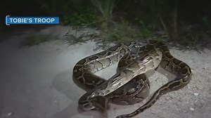 Inside look at hunting pythons in the Florida Everglades