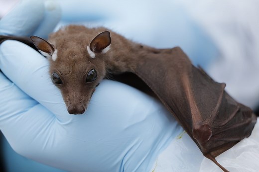 Wildlife Health - WOAH - World Organisation for Animal Health