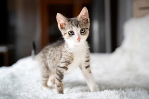 293 Cutest Kitten Names That Will Melt You Every Time | LoveToKnow Pets
