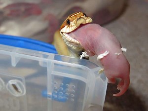 What Can Corn Snakes Eat Besides Mice? - Pet Food Guide