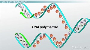 DNA Replication | How, When & Why?