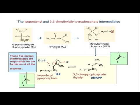 Biosynthesis of Terpenes