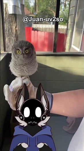 How The Worlds Smallest Owl Lives 🦉