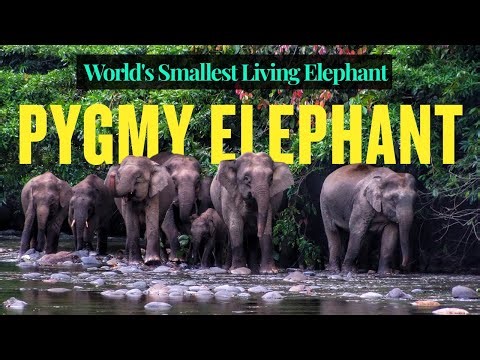 Borneo Pygmy Elephants: World's Smallest Living Elephant