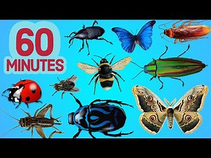 60 MINUTES Learn INSECT NAMES in English for ALL AGES