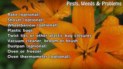 How to Get Rid Of Mealworms IN Your House? - GardenZoo