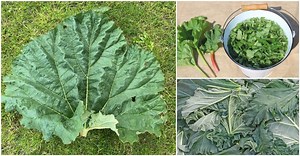 7 Surprisingly Brilliant Uses For Rhubarb Leaves