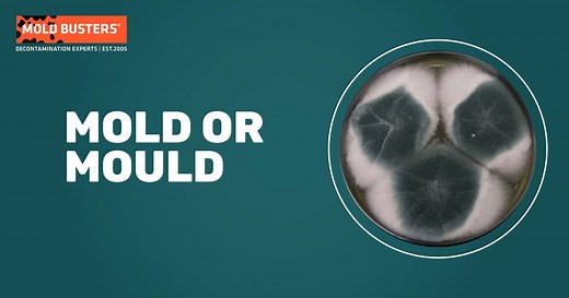 Mold or Mould: Understanding the Difference