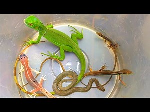 Beautiful long tail skink🌲Hunting grass lizards, geckos, iguanas, snakes