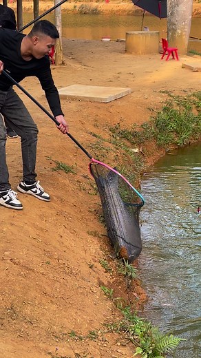 475K views · 2.2K reactions | Cá của năm 2024 trônq như nào ? | Hồ Câu Phi Hổ | Facebook