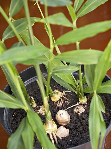 How to Plant and Grow Ginger