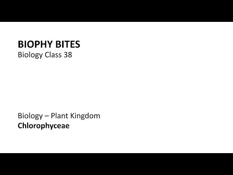 Biology Class 38 - Chlorophyceae