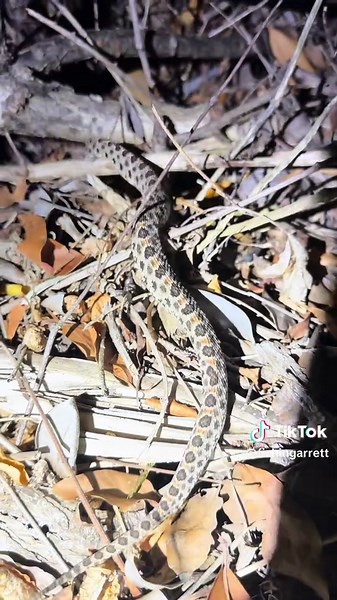 Looking for a 20 foot Burmese python! #alligator#florida#everglades#wildlife#snake