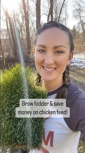 Grow Fodder for your Chickens 🌱 and save money!