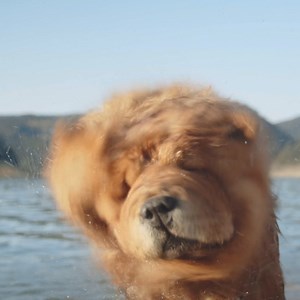 19 reactions | Need to identify your new favorite pup? Easily find a breed using your camera with Lens in the Google app. | Google | Facebook