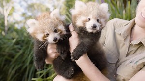 880K views · 153K reactions | TBT - the cutest Red Panda Cub compilation of all time | Symbio Wildlife Park | Facebook