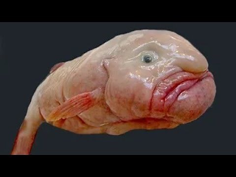 The Blobfish: A Deep-Sea Creature in Need of Protection