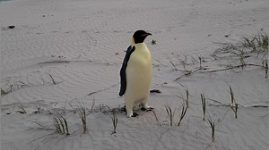 Emperor penguin found on Australian beach after journey of thousands of miles