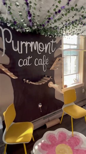 Cat cafe in Springfield Vermont