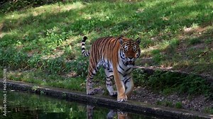 The Siberian tiger,Panthera tigris altaica is the biggest cat in the world