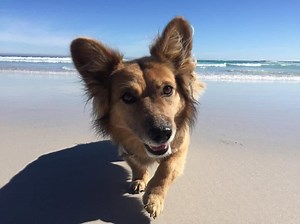 Your Complete Guide on the Adorable Corgi German Shepherd Mix - K9 Web
