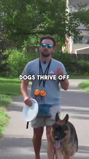 99K views · 3.3K reactions | How to teach a dog to “leave it.” When...