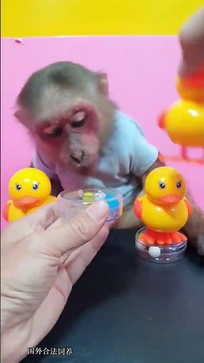 Adorable Monkey Playing with Toys | Cute and Funny Moments
