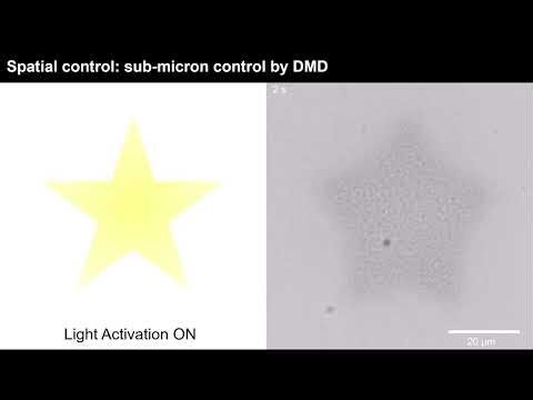 Light-induced Tcb2 network assembly and patterned contraction | Supplementary Movie 1