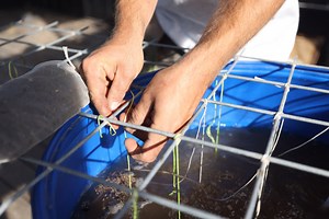 How to Make Compost Tea