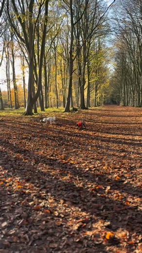@macmillancancer #walkwithyourdog challenge continued today with another 6.3 miles added bringing the total to 128.3 As well as this beautiful walk on the copper coloured footpaths with my boys 🥰 I had lovely walks with Jasper and Stanley too. So far the total raised by my smashing friends and clients is £383. Thank you all ❤️. The lives of 3 people I’m associated with have been lost to cancer in the past month. The battle is real and @macmillancancer are helping all they can. Thank you to them