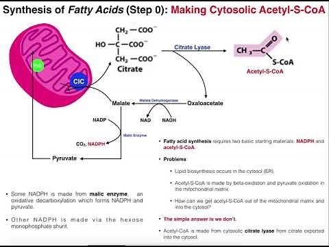 Lipid Biosynthesis | Fatty Acid Biosynthesis 1: Generate Cytosolic Acetyl-CoA