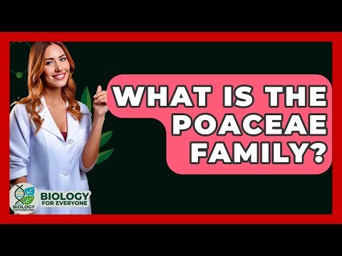 What Is The Poaceae Family? - Biology For Everyone