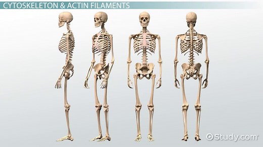 You must c C reate an account to continue watching