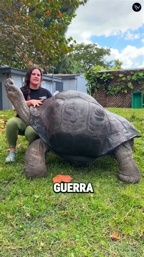 The turtle that survived two world wars 🐢