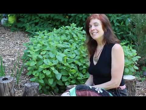 How To Flavor Your Cooking With Lemon Balm
