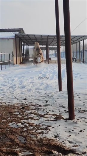 Explore Stunning Golden Eagle Videos and Images