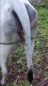 COW IN HEAT #shortvideo #animals #cow