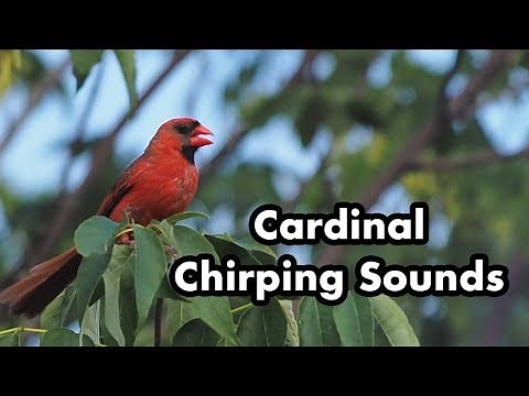 Cardinal Calling Sounds - Chirping In A Tree - Bright Red Wild Bird