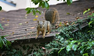 How To Keep Squirrels Off The Roof (4 Ways To Do It!)