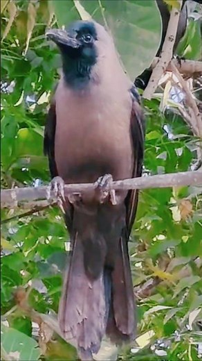 Crow Sounds Crow Video 🐦‍⬛🥰✨| Beautiful Crow Video 🐦‍⬛🥰✨| Crow Feeding 🐦‍⬛🫓| Feeding Crow 🐦‍⬛🥪|
