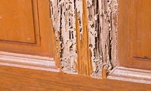 What Does Termite Damage Look Like? | Signs of Damaged Wood