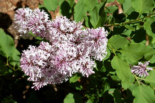 How to Perfume a Smaller Yard With Miss Kim Lilacs