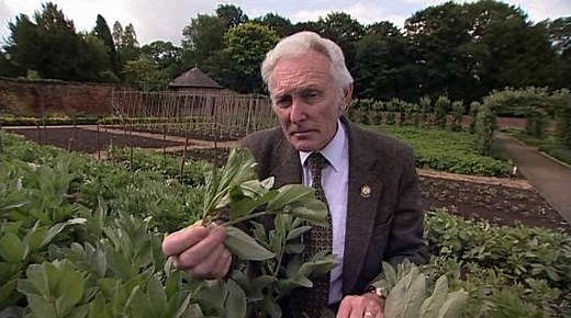 Pinching out Broad Beans Tops - Allotment Garden TV